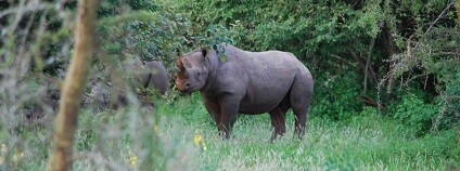 foto: Safari Park Dvůr Králové
