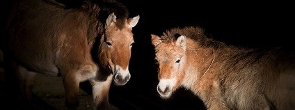 foto: ZOO Praha 
