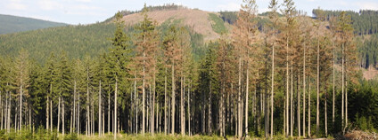 Foto: Společnost přátel Jeseníků