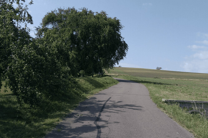 200letá hrušeň v poli. Při výstavbě nové polní cesty měla padnout. Místní obyvatelé se za ní postavili, a cesta se ji musela vyhnout obloukem. 