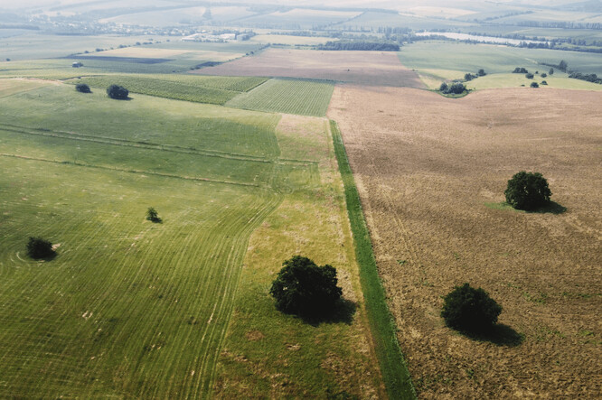 Roztroušené solitérní stromy v polní krajině.