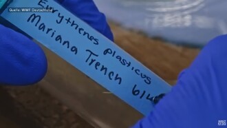  Vědci korýše pojmenovali Eurythenes plasticus.