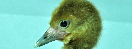 foto: ZOO Zlín