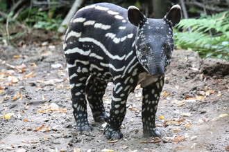  Výskyt tapírů mimo Jižní Ameriku vehementně popírali i význační přírodovědci jako slavný Georges Cuvier. Tapír čabrakový (Tapirus indicus) z jihovýchodní Asie proto dostal latinské jméno až v roce 1819 – na snínku mládě.
