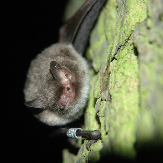  Netopýr vodní (Myotis daubentonii) vypouštěný po odchytu u Hranické propasti.