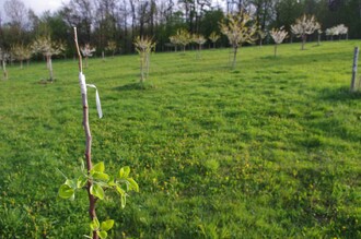  Většina nově založených ploch je orientována na odrůdy jabloní, méně hrušní. Ještě méně je odrůd třešní a višní. Národní dtabáze zatím nemá žádné evidované stromy meruněk, broskví, ořešáků a kaštanovníků. Ojedinělé jsou záznamy jeřábů a slivoní. I zde je velký prostor pro rozvoj.