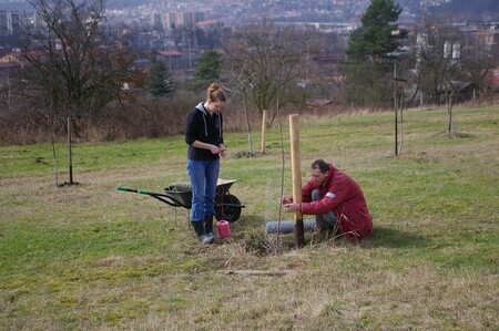  Genofondovou plochu není lehké založi. Ještě těžší je dovést stromy do věku, kdy péče o ně již není tak náročná.