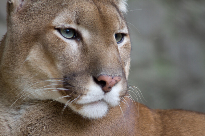 Puma americká