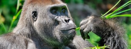 Foto: Miroslav Bobek / Zoo Praha 