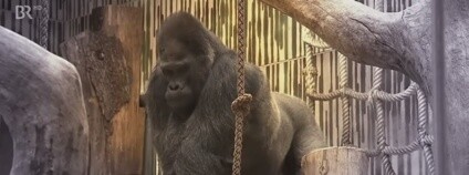foto:  Bayerischer Rundfunk / youtube.com