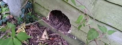 Foto:  Hedgehod Streets 