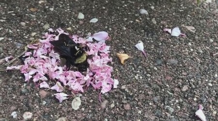 Velkou pozornosti vzbudilo krátké video ze zahrádky v Minnesotě, na kterém mravenci kladou okvětní lístky k tělu mrtvého čmeláka. 
