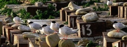 Foto: RSPB / Independent.co.uk 