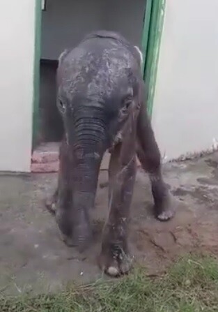 Slůně bylo mimořádně zesláblé, hladové a dehydrované. V odlehlé rezervaci Maputo, která se rozkládá na ploše 120.000 hektarů, žije zhruba 600 slonů. 