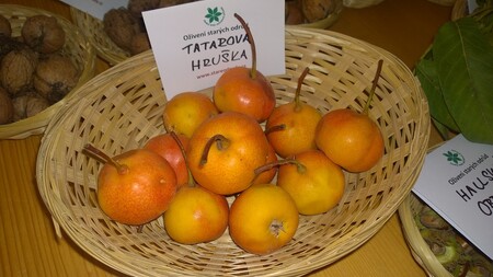 Tatarova hruška – tato unikátní odrůda vznikla v Praze křížením hrušně a jeřábu.