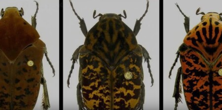 Po dracích z oblíbeného fantasy seriálu stanice HBO Hra o trůny pojmenoval americký entomolog tři nově objevené druhy brouků. 