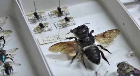 Wallaceova obří včela neboli <em>Megachile pluto</em> (na snímku) byla považována za vyhynulou.