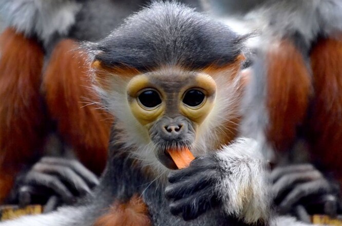 Nejvzácnějším zvířetem v zoo jsou opice druhu langur duk, kterých na světě žije jen asi tisíc jedinců. Chlebská zoo dostala v roce 2019 ocenění Bílý slon za jejich odchov.