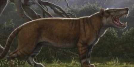 Nový druh savce dostal označení Simbakubwa kutokaafrika, což ve svahilštině znamená 