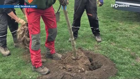 Ostrov letos vysadí ve městě téměř stovku nových stromů. 
