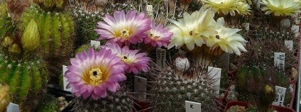 foto:  astrophytum.cz