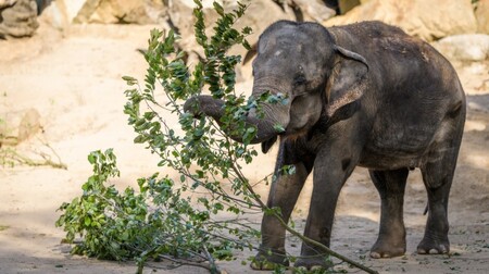 Slonice Gulab, druhé nejstarší zvíře pražské zoologické zahrady v sobotu oslavila 60. narozeniny.