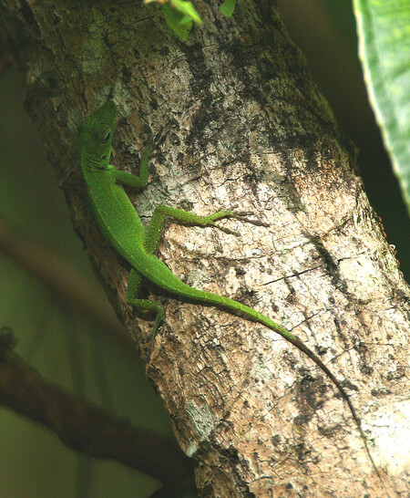  Výsledky dvou anolisích samců a dvou samic byly podle Leala „krajně neočekávané“.