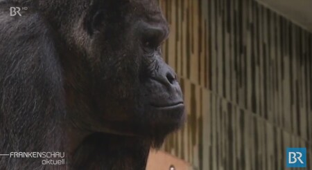 Fritz byl podle norimberské zoo ve svých 55 letech nejstarším jedincem svého druhu žijícím v evropských zahradách. 