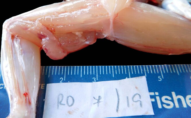 Larvy tasemnice <em>Spirometra mansoni</em> ze skokana (Rumunsko, 2019). Larvy těchto parazitů žijí hlavně v podkoží či vnitřních orgánech žab a hadů, případně savců, jako je jezevec, kuna či divoké prase. Vzácně může nakazit i člověka.
