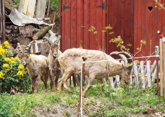  Snímek z fotopasti zachycující tři kozorožce kavkazské, kteří v březnu uprchli z výběhů olomoucké zoologické zahrady poničených stromy při vichřici.