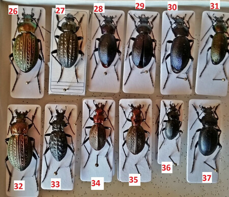 Vášnivý entomolog sbíral a preparoval brouky od svých deseti let po České republice i celé Evropě.