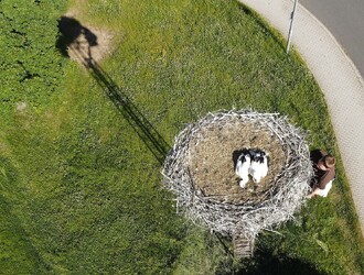 I když čápata přežila první týdny života, vyhráno ještě nemají, čeká je první nácvik létání a nástrahy, jako jsou například dráty elektrického vedení nebo nebezpečí srážky s dopravními prostředky.