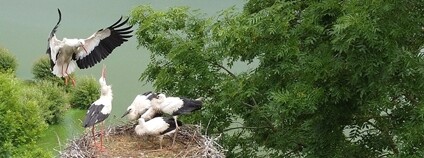 Čápi ve Všerubech u Kdyněch Foto: DES OP Záchranná stanice živočichů Plzeň