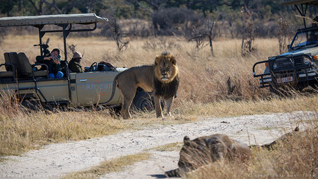 Cecilova smrt před dvěma lety vyvolala ostrou kritiku. Americký zubař Walter Palmer při safari, za nějž zaplatil v přepočtu přes milion korun, lva střelil lukem a šípem.  Na snímku lev Cecil v plné síle.