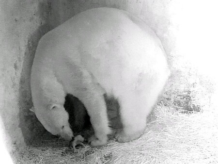 Chovatelé zdůrazňují, že každá lední medvědice, která je schopna přivést na svět v zoo mláďata a následující zhruba dva roky se o ně stará, je velkou vzácností. 