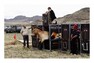 Petr David Josek, ze série Návrat koní Převalského z pražské zoo zpět do volné přírody, Mongolsko, 2010; 3. cena na Czech Press Photo 2011 v kategorii Příroda a životní prostředí Petr David Josek, ze série Návrat koní Převalského z pražské zoo zpět do volné přírody, Mongolsko, 2010; 3. cena na Czech Press Photo 2011 v kategorii Příroda a životní prostředí