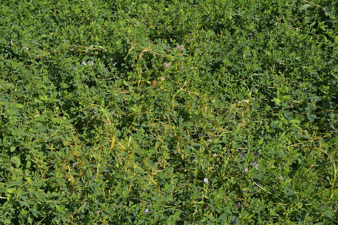 Minulý rok jsme s certifikovaným osivem zavlekli americkou invazní kokotici - <em>Cuscuta rupestris</em> (druh není na evropském seznamu). Osivo jsme nechali převzorkovat, ale bylo shledáno prosté příměsí. Velké porce osiva jsou jednou ze snadných cest šíření.