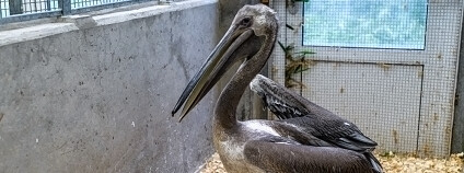 pelikán bílý Foto: Petr Hamerník Zoo Praha 