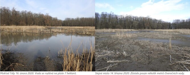 Obr. vlevo - mokřad Tály 16. února 2020, obr. vpravo - stejné místo 14. března 2020.