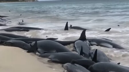 Kulohlavci Sieboldovi se dostali do problémů v zátoce Hamelin Bay (na obrázku), více než 300 kilometrů jižně od Perthu. Incident nahlásil jeden z místních rybářů. Případy kytovců, kteří uvíznou na mělčině či na pláži, jsou v Austrálii poměrně běžné. Vědci ale zatím netuší, co je způsobuje. 