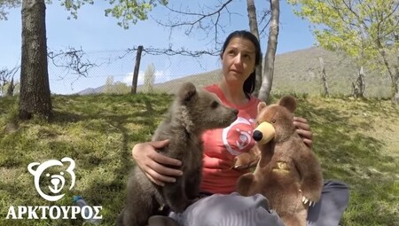 V celém Řecku žije na 400 medvědů a asi 700 vlků a mnozí z nich se pohybují právě na severu země. Útulek v Arcturosu přijímá medvědy a vlky z hory Vitsi na severu Řecka, jde o traumatizovaná zvířata. Avgerinuová od dubna krmí kojeneckou lahví posledního příchozího, který byl pojmenován Luigi (na obrázku) na počest italského fotbalisty z Juventusu Turin Gianluigiho Buffona. Jeho zachránci se dva dny marně pokoušeli najít jeho matku, než se rozhodli přinést jej do útulku.  