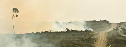 Foto: Rainforest Action Network / Flickr