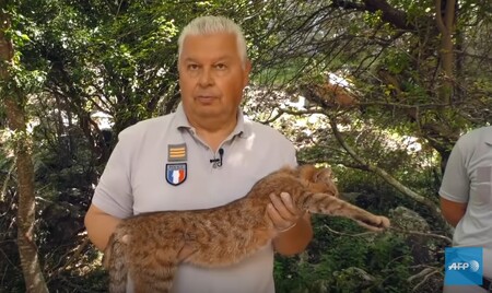 Na francouzském ostrově Korsika po celé generace kolovaly příběhy o podivné šelmě, která se podobá velké kočce zbarvené jako liška s huňatým ocasem a dlouhými špičáky. Dlouho byly pokládány jen za mýtus - dokud se v odlehlé části ostrova nepodařilo několik těchto 