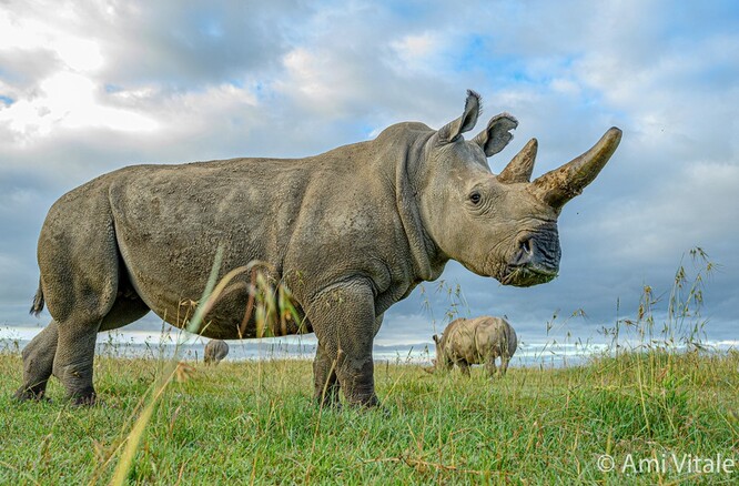 Mezinárodní vědecký tým včetně odborníků ze Zoo Dvůr Králové nad Labem loni v prosinci vytvořil třetí životaschopné embryo nosorožce bílého severního, jemuž hrozí vyhynutí. První dvě embrya se podařilo vědcům vytvořit loni v srpnu. Embrya jsou nyní zamrazena a připravena na vložení do náhradní matky. První pokus je plánován na letošní rok. Na světě žijí v keňské rezervaci Ol Pejeta poslední dvě samice bílých severních nosorožců, které patří dvorské zoo. 