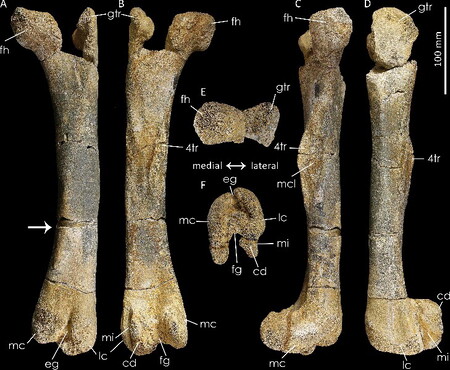 Dinosauří stehenní kost, která byla před 14 lety nalezena na Kutnohorsku, patřila dosud neznámému živočišnému druhu. Dostal jméno <i>Burianosaurus augustai </i>.