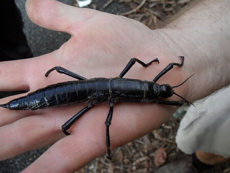 Příběh australské strašilky <em>Dryococelus australis</em> v sobě nese nádech přírodovědecké záhady. 