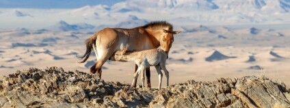 Kůň Převalského Foto: Evžen Kůs Zoo Praha 