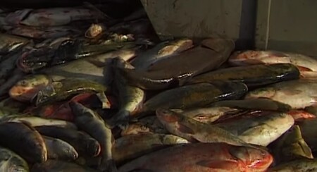 Kyanid, který před 20 lety, 30. ledna 2000, unikl ze zlatého dolu Aurul v severorumunském Baia Mare, způsobil jednu z největších ekologických katastrof v Evropě. 