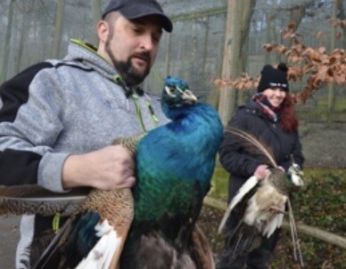Děčínská zoologická zahrada jako prevenci proti ptačí chřipce přemístila ptáky z volných prostor do uzavřených voliér. 