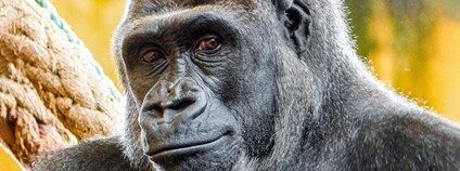 Foto: Zoo Praha 